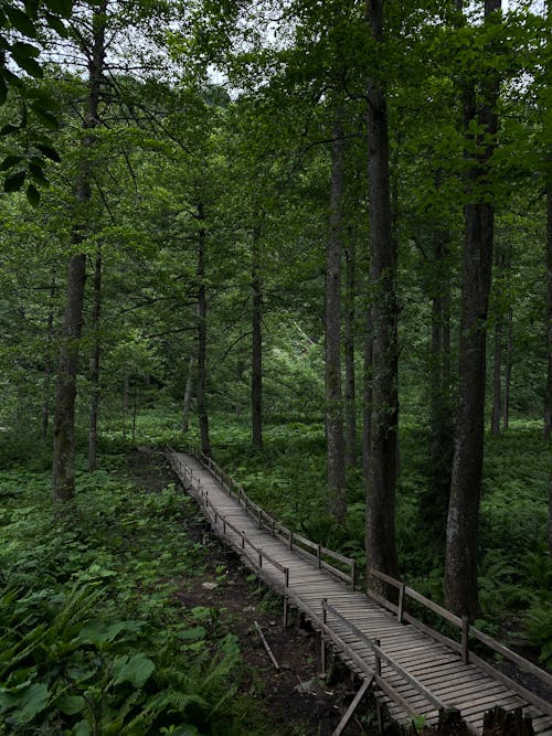 Wooden Trail in Forest