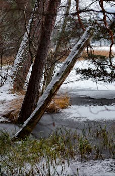 A serene winter forest with snow-dusted trees and a frozen pond, capturing the tranquility of nature.