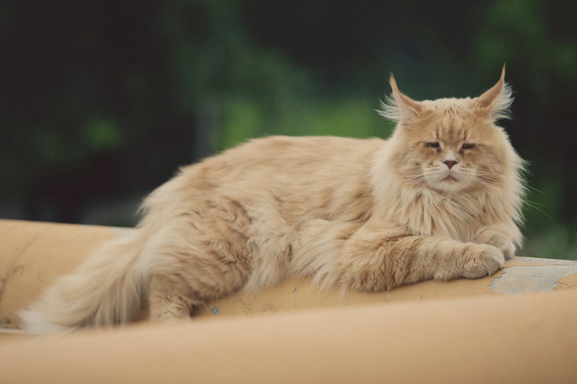 Unraveling the Mysteries of Maine Coon Cat Behavior