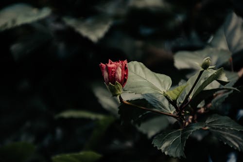 Imagine de stoc gratuită din floare, fotografie, Hibiscus