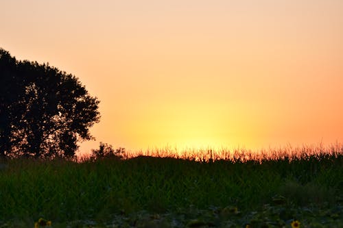 Photo of a Field at Sunset 
