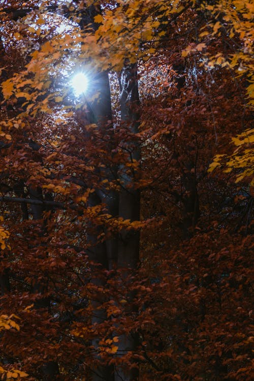 Darmowe zdjęcie z galerii z brązowe drzewa, drzewa, jesień