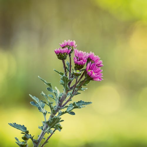 Close-up of Pink Flowers