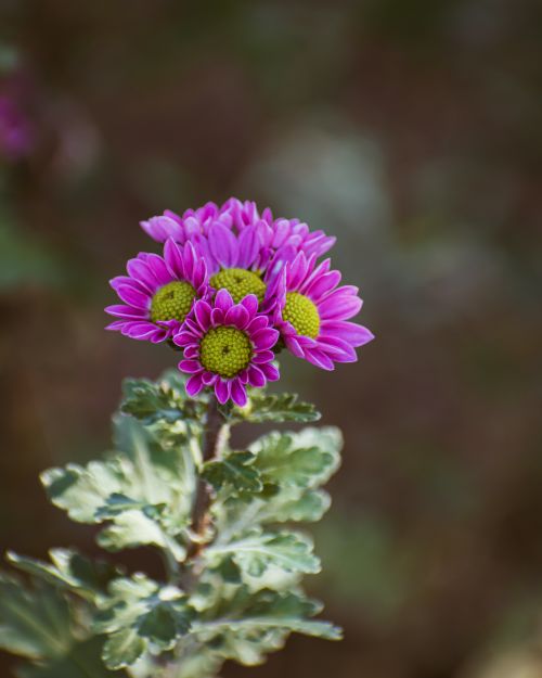 Free A stunning close-up of blooming purple chrysanthemums with green centers against a soft-focus background. Stock Photo