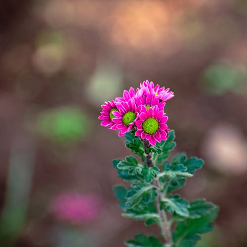 Close-up of Pink Flowers on Green Plant