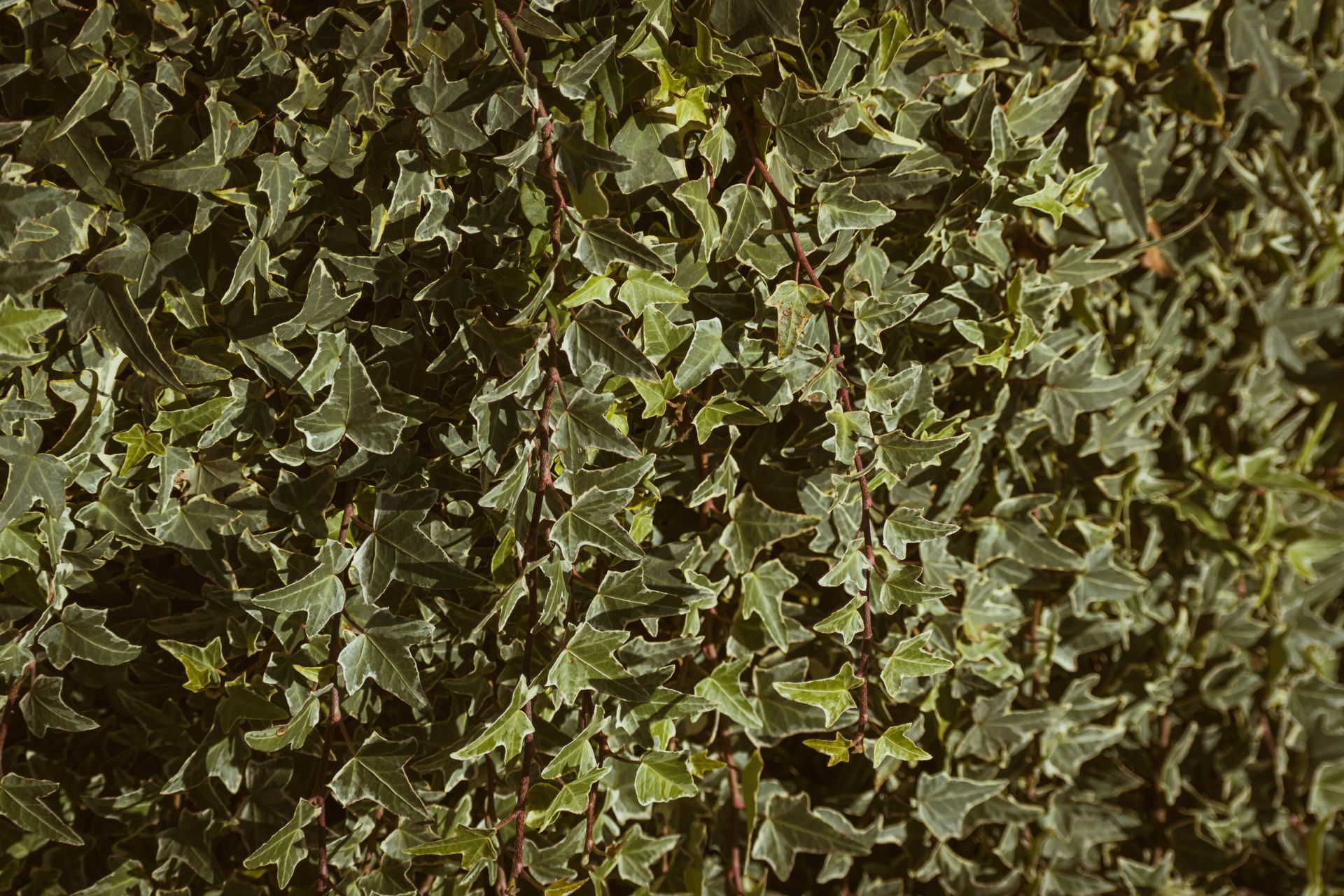 Ivy Plants with Green Leaves