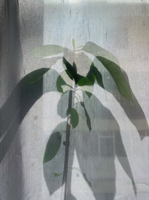 artistik, bitki, camlar içeren Ücretsiz stok fotoğraf