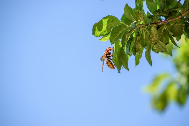 A Bee On Tree Branch