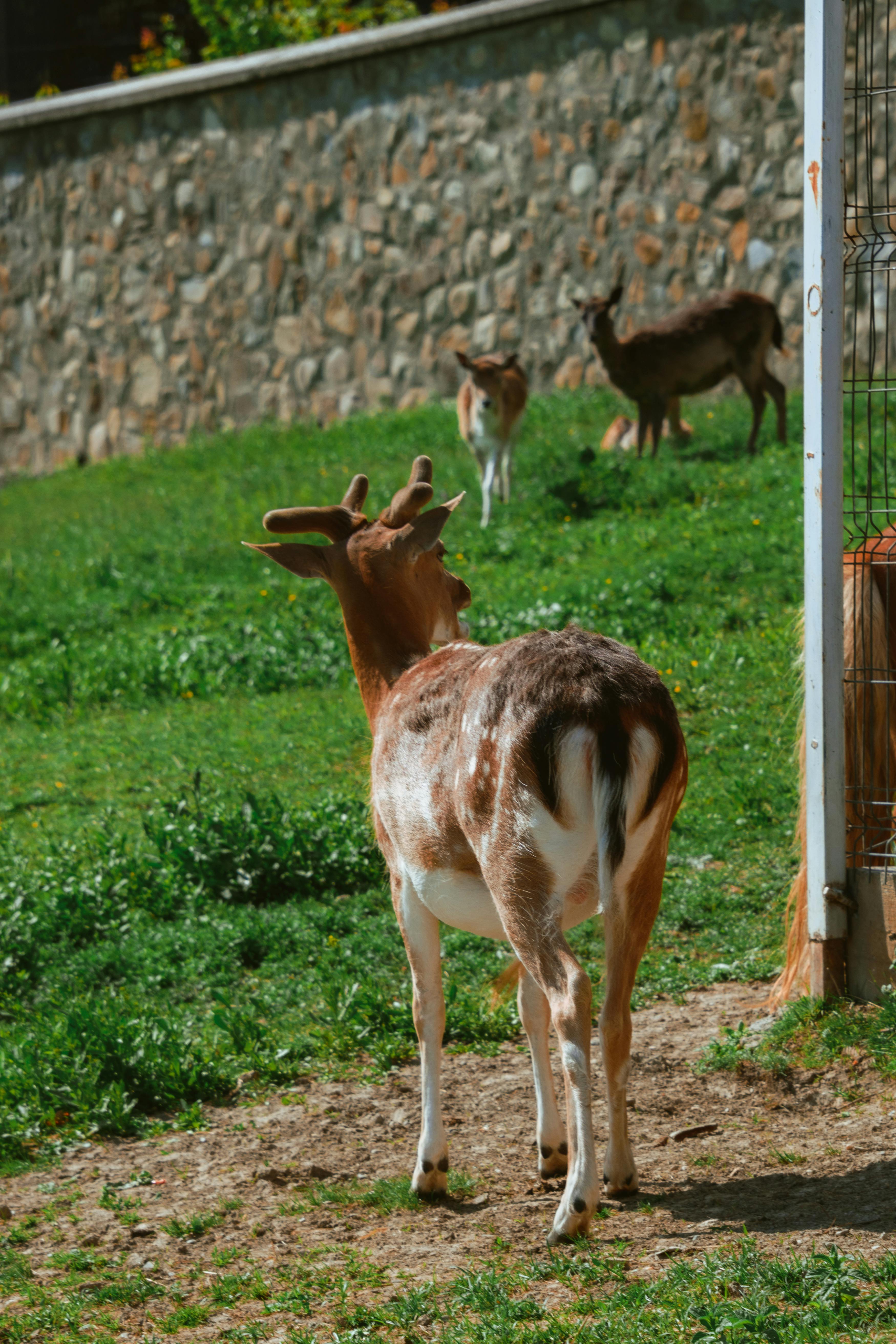 grátis Foto profissional grátis de adular, ambiente natural, animais selvagens Foto profissional