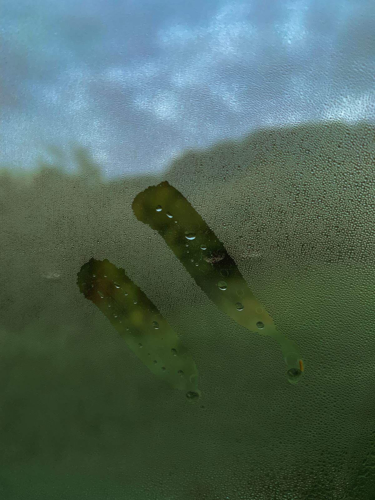 Stock photograph of moisture and condensation on a residential window