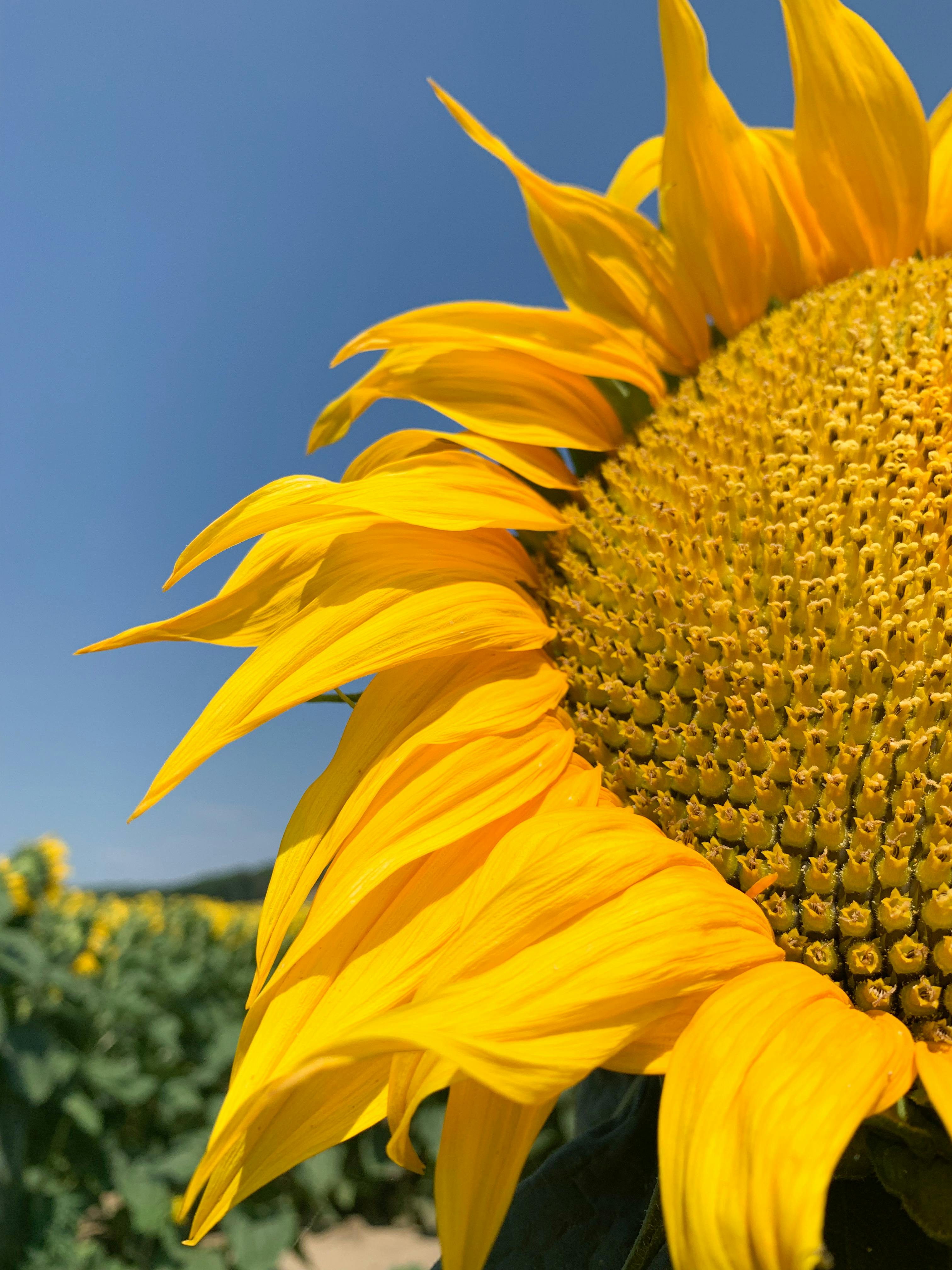 + Fotos y Imágenes de Girasol comun Gratis · Banco de Fotos Gratis