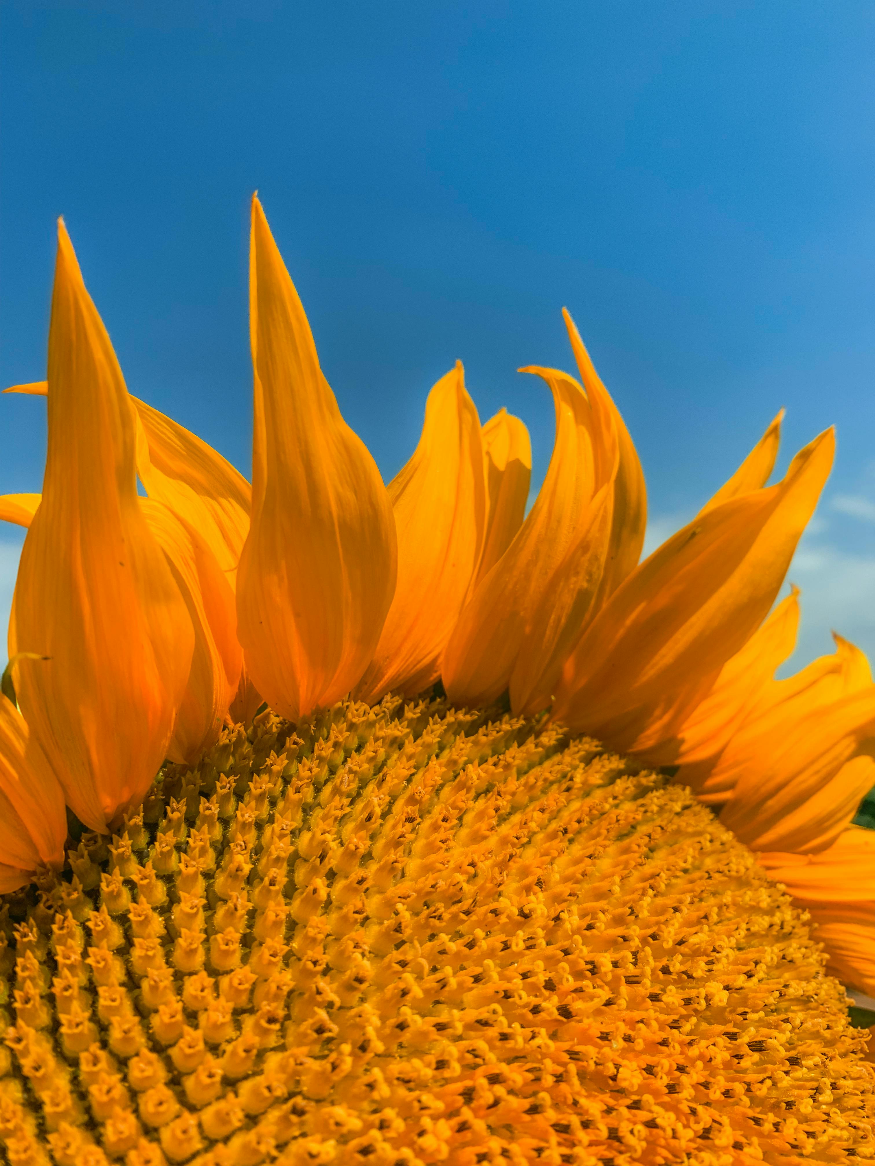 + Fotos y Imágenes de Girasol comun Gratis · Banco de Fotos Gratis