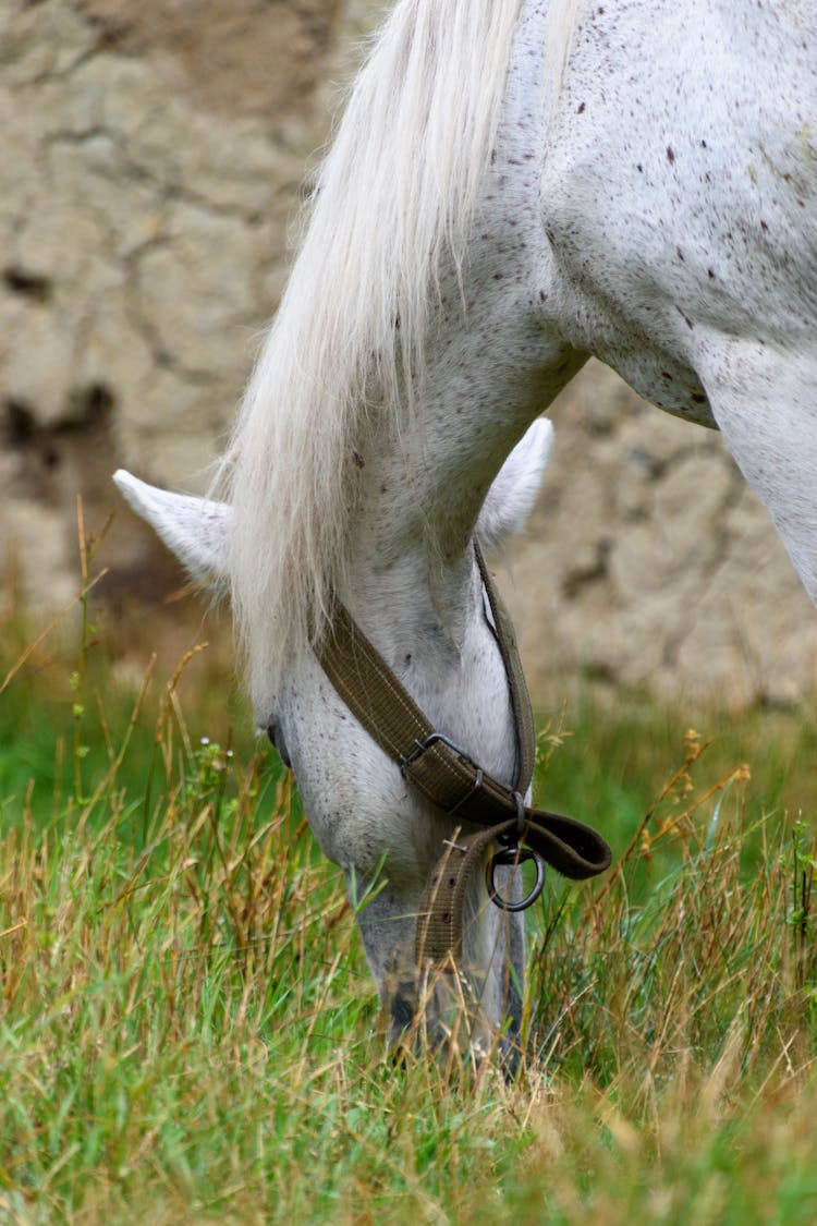 A Horse Eating Grass 