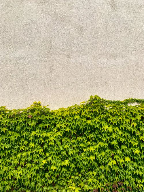Free A vibrant green ivy partially covering a stark white building facade, offering striking contrast. Stock Photo