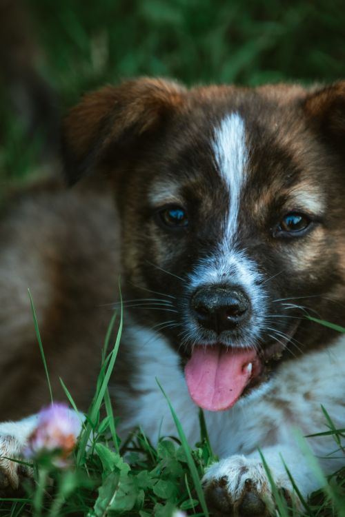 Free Adorable puppy with tongue out lying in vibrant green grass, displaying curiosity and energy. Stock Photo