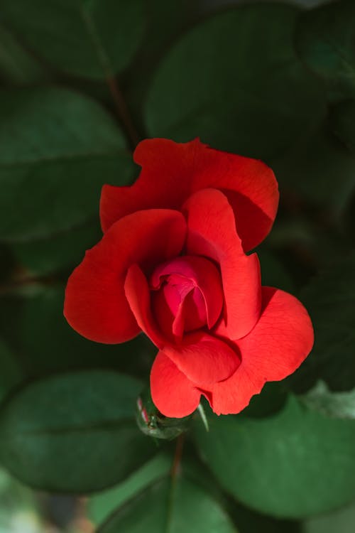 Close-Up Shot of a Red Rose 