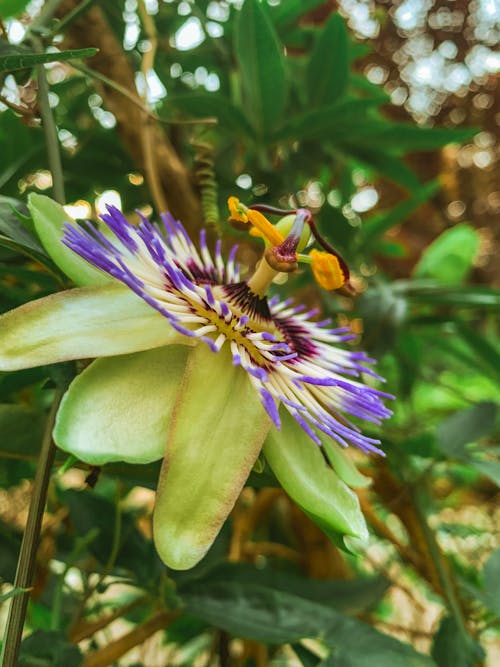 Бесплатное стоковое фото с ботанический, вертикальный выстрел, выращивание