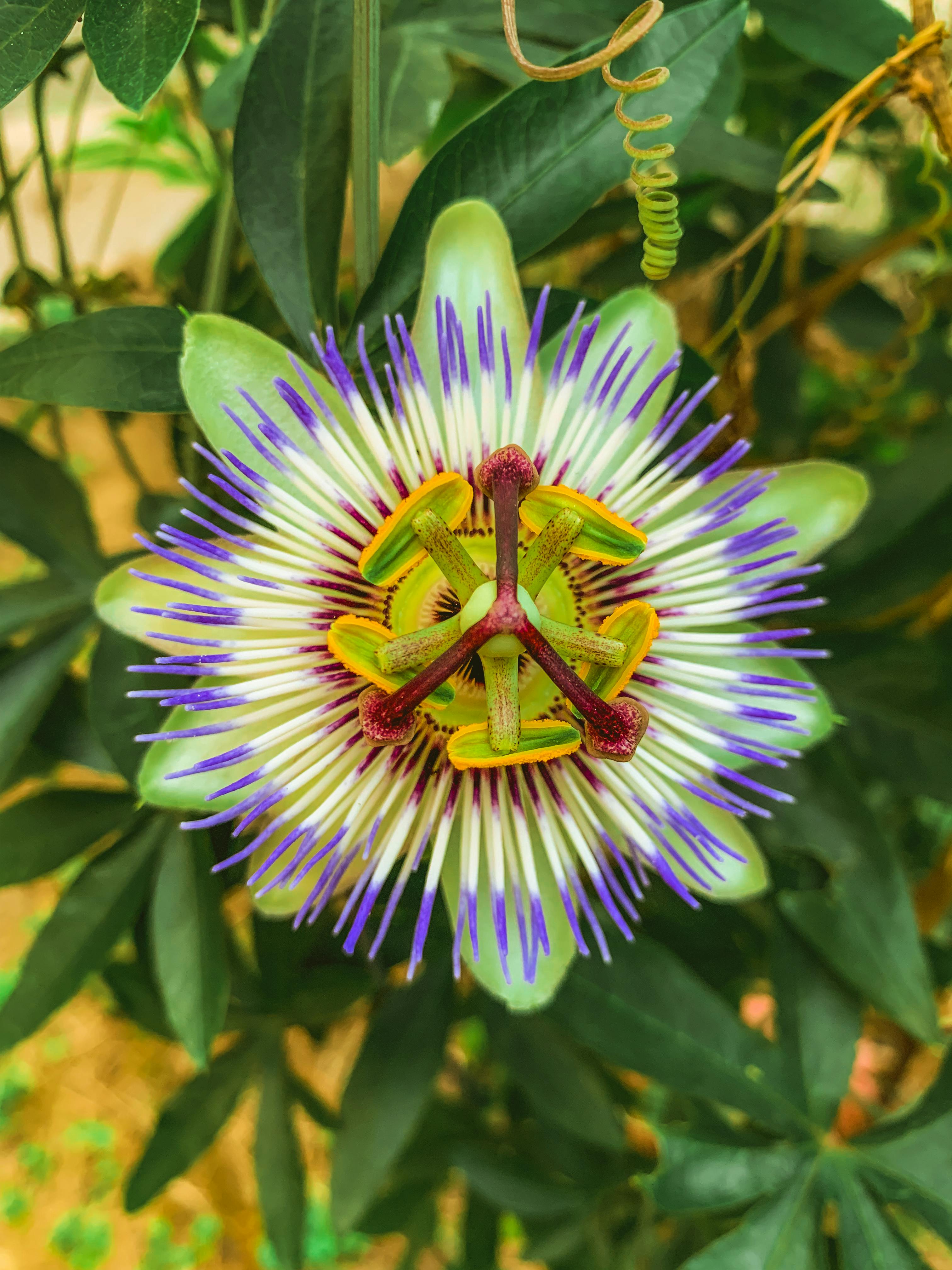 Passionflower Photos, Download The BEST Free Passionflower Stock Photos
