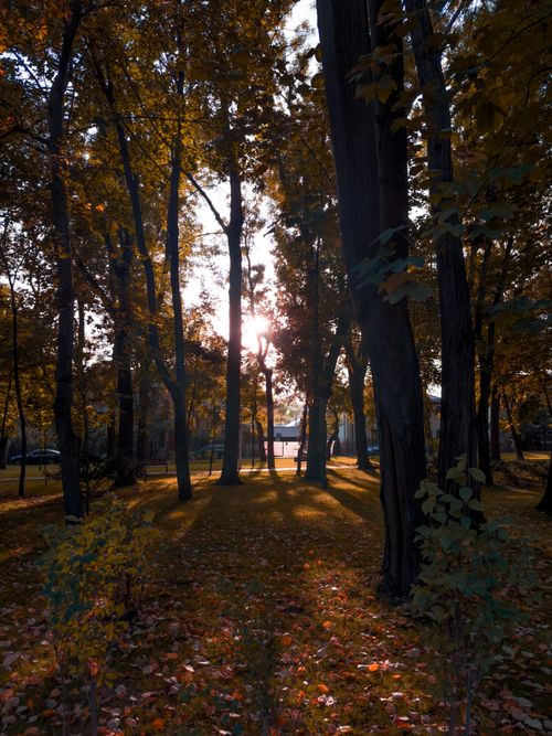 Free Peaceful autumn park scene with sunbeams through trees and fallen leaves. Stock Photo