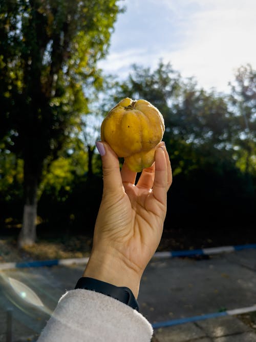 A Person Holding Quince