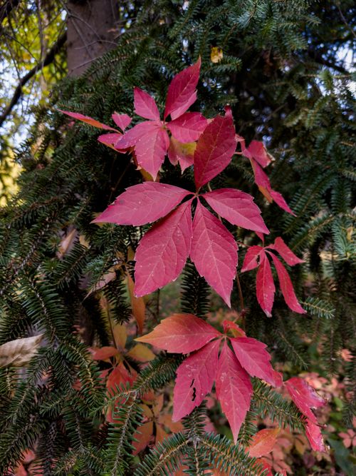 Free Close-up of vibrant red Virginia Creeper leaves against green foliage in fall. Stock Photo