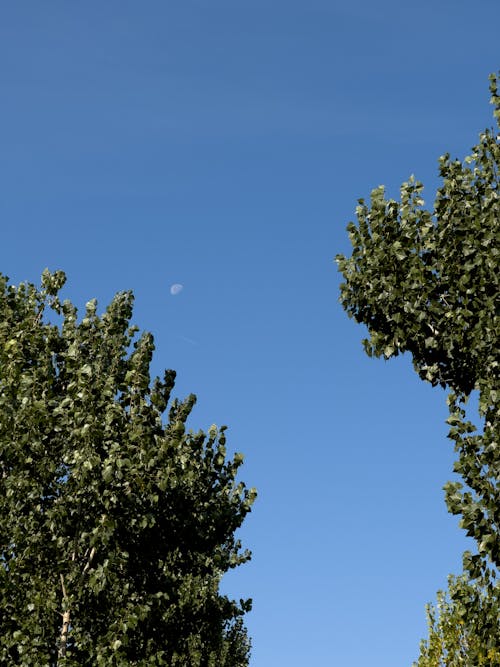 Photos gratuites de angle faible, arbres, ciel bleu