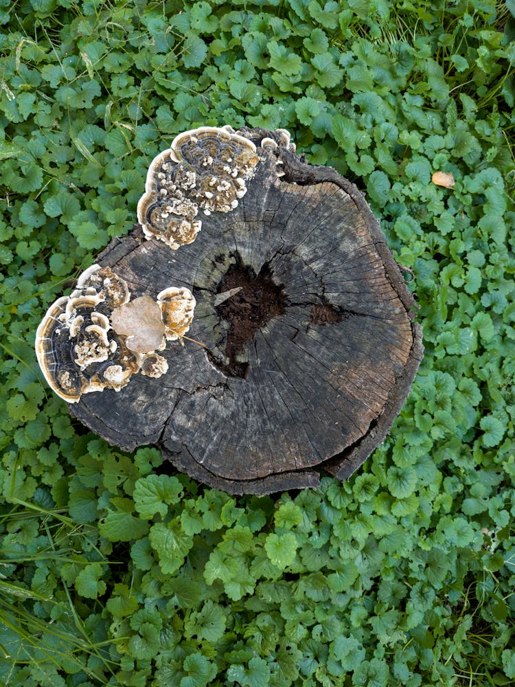 Fungi Growing On Tree Stump