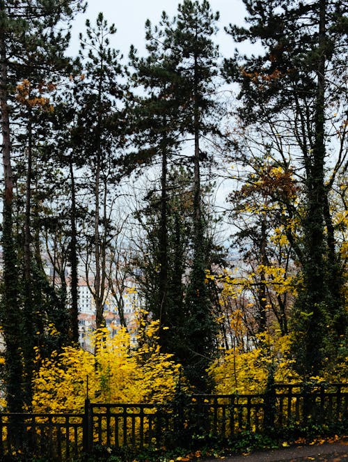免費 垂直拍攝, 籬笆, 綠樹 的 免費圖庫相片 圖庫相片