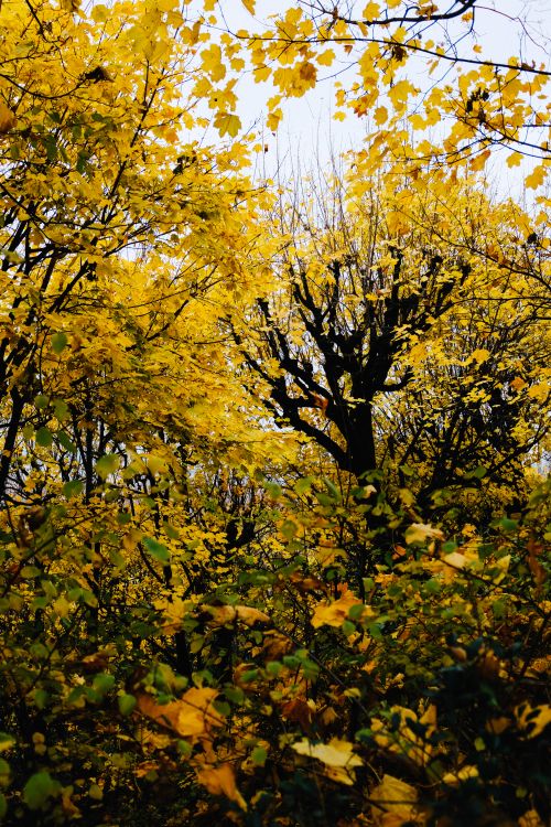 Free Stunning autumn landscape featuring vibrant golden leaves in a serene forest setting. Stock Photo