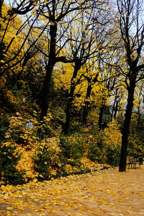Безкоштовне стокове фото на тему «вертикальні постріл, дерева, опале листя»