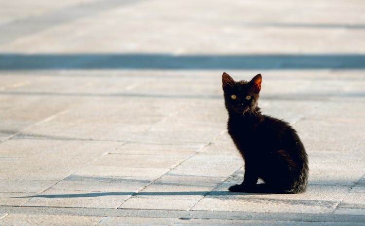 Black Cat Sitting On Ground On Street