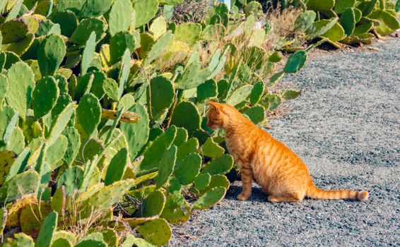 A ginger cat intently observes a patch of green cacti on a sunny day.