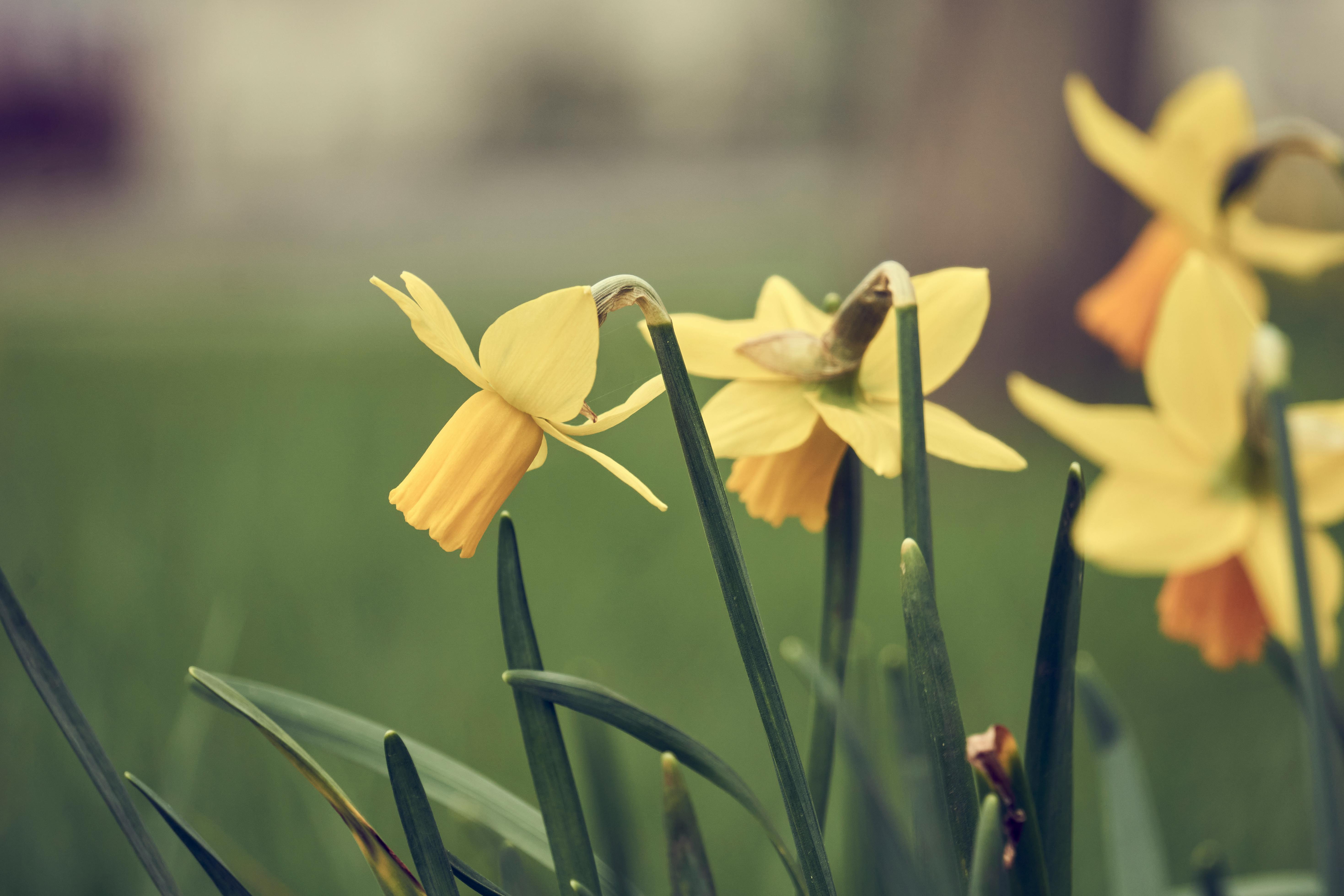 ‘Deadhead your daffs’ and 4 other essential gardening jobs for the bank holiday weekend — Photo by Richard REVEL on Pexels