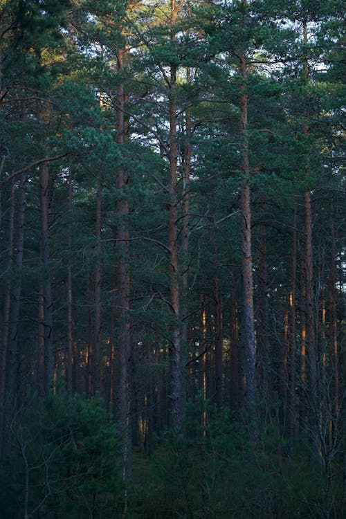 Základová fotografie zdarma na téma divočina, fotografie přírody, les