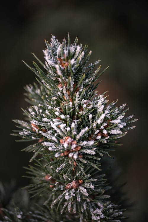 Photos gratuites de acéré, aiguilles, arbre de noël