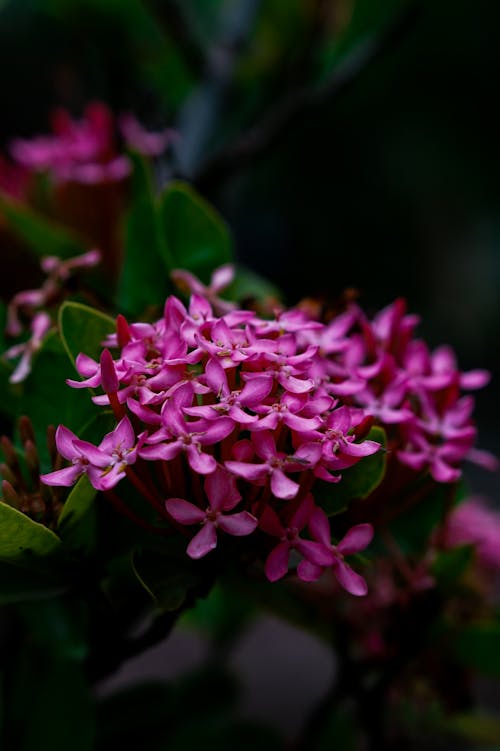 Základová fotografie zdarma na téma detail, flóra, jemný