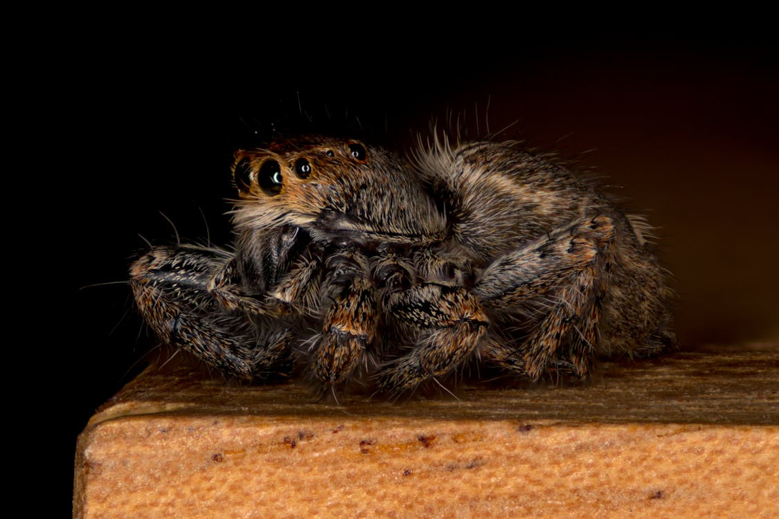 Jumping Spider in Close-Up Photography