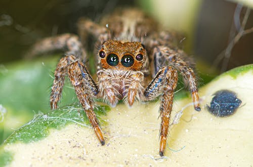 Jumping Spider in Close-up View