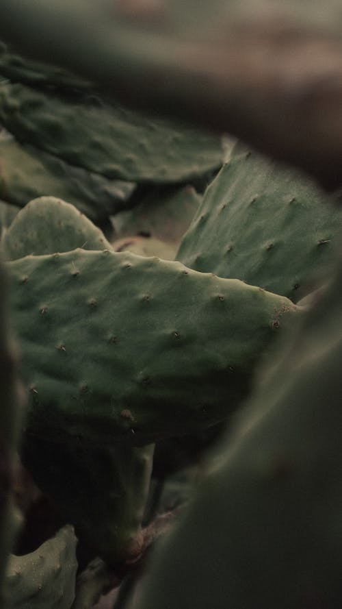 Close-up of Green Leaves