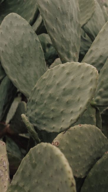 Detailed close-up of prickly pear cactus leaves, showcasing natural textures in Kaş, Antalya.