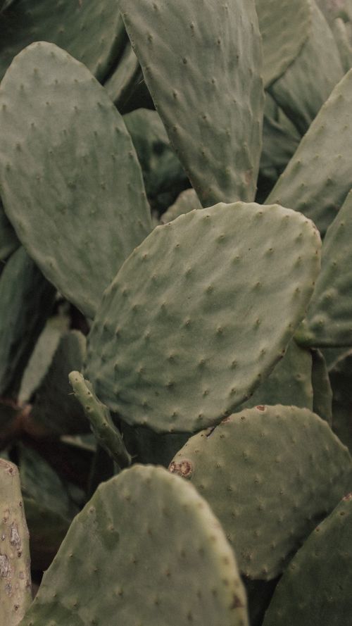 Free Detailed close-up of prickly pear cactus leaves, showcasing natural textures in Kaş, Antalya. Stock Photo
