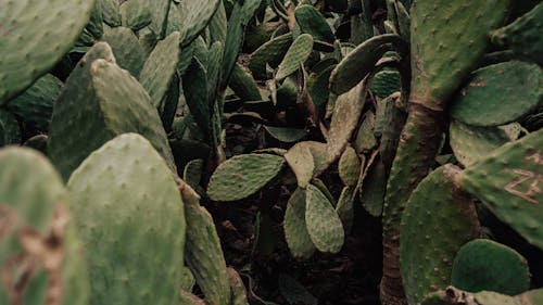 Fotos de stock gratuitas de abundancia, botánica, crasas