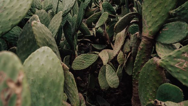 Free stock photo of agave, back, botanical