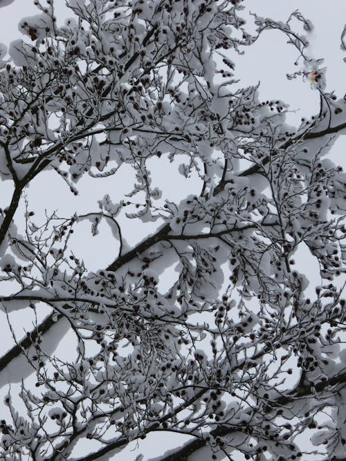 Gratis Fotos de stock gratuitas de árbol, foto de ángulo bajo, invierno Foto de stock