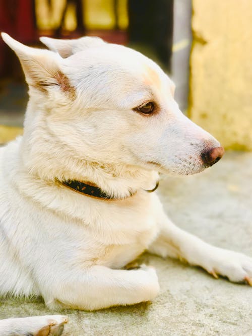 pomeranian dog white colour 