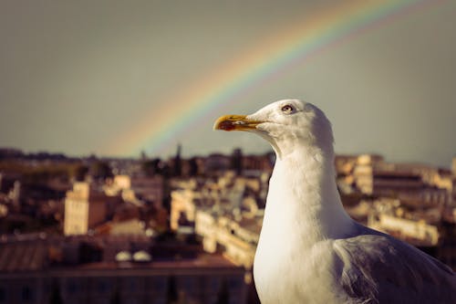 Portrait of a Seagull with a Rainbow Arching in the Background