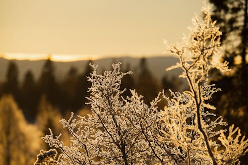 Gratis stockfoto met bevroren, detailopname, fabriek