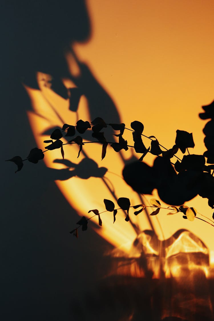 Silhouetted Plant Leaves And Shadows On The Wall 