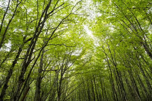 Captivating upward view of a lush forest canopy in Istanbul, showcasing vibrant greenery.