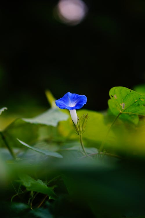 Immagine gratuita di fiore, flora, fotografia di fiori